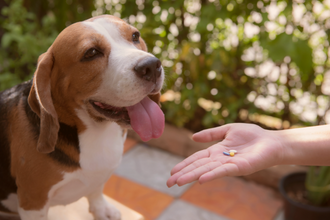Artrosis en perros tratamiento natural