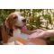 Artrosis en perros tratamiento natural