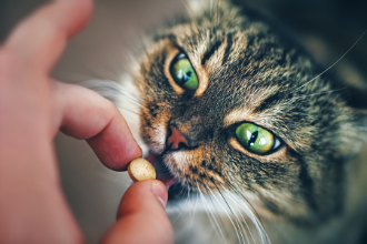 ¿Cómo dar un comprimido a un gato?