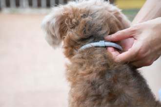 ¿Cómo funciona un collar antipulgas para perros?