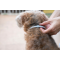 ¿Cómo funciona un collar antipulgas para perros?