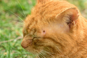 Quitarle las garrapatas a su gato