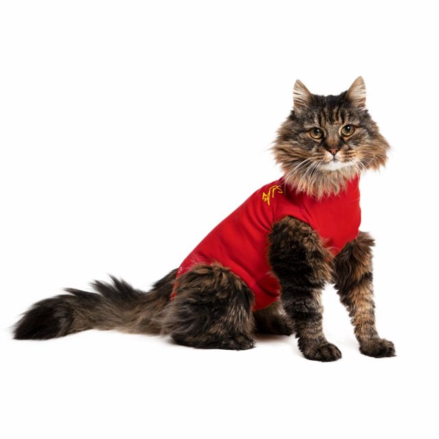 Medical Pet Shirt gatos