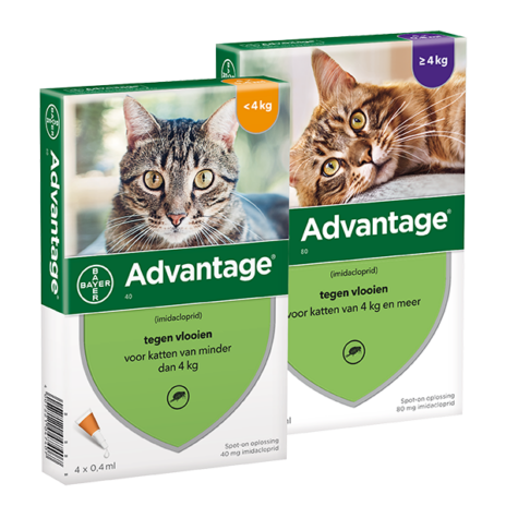 Advantage kat