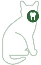 Dentadura