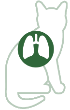 Pulmones | Vías respiratorias