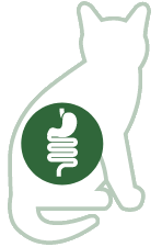 Estomago | Intestinos